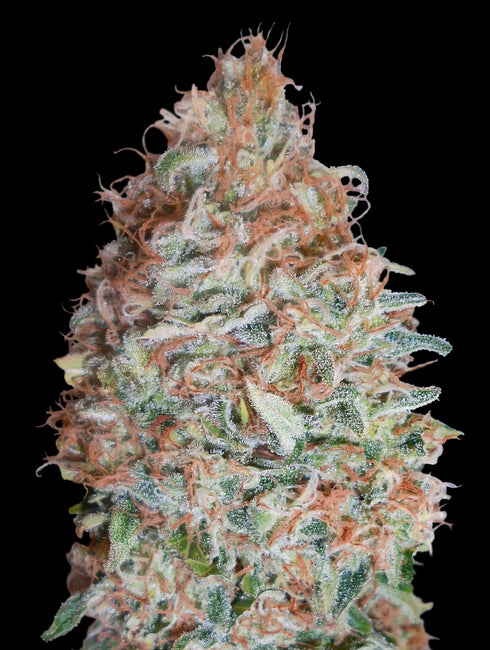 Advanced Seeds - Banana Cookies